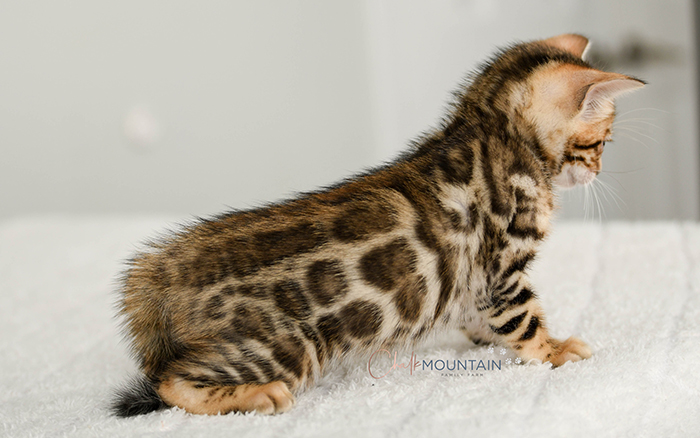 Bengal kitten for sale